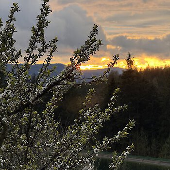 Gartenanlage Wellnesshotel Riedlberg Bayerischer Wald